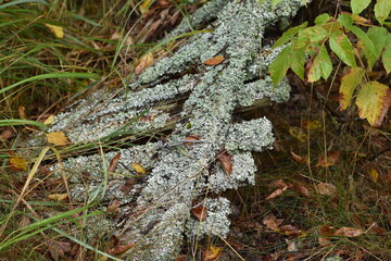 dilapidated fence