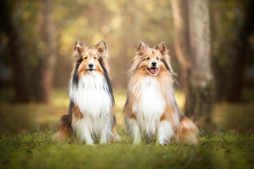 Naklejka na ściany i meble Two Sheltie dogs in park sunset bokeh portrait