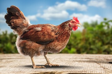 Brown hens posing, Laying hens farmers concept.