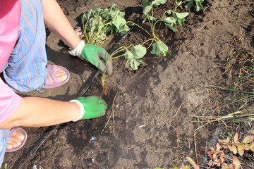 Close-up of the hands of an elderly Caucasian woman planting strawberries in the ground at the...