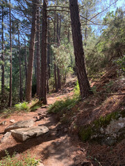 Pins chemin du GR20 en Corse