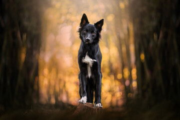 Border collie black dog sunset bokeh