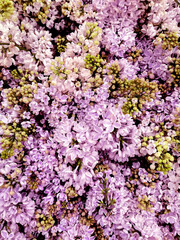 Blooming brushes of inflorescences of decorative lilac bushes in the carpet close-up.