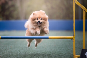 German spitz agility dog jump - obrazy, fototapety, plakaty