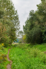 Fototapeta na wymiar Ścieżka w środku zalesionego parku