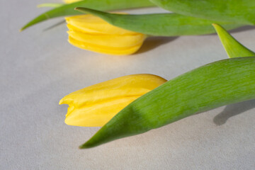 Yellow tulips on a gray background. Template for congratulations, selective focus.