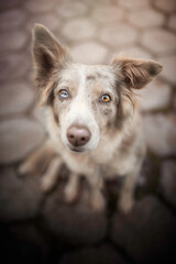 close up of a dog border collie eyes
