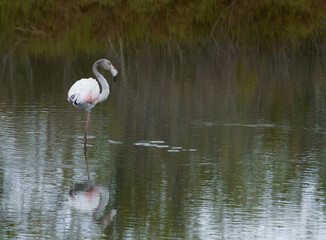 Flamenco solitario y su reflejo en un estanque de agua