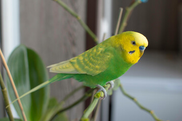 A green budgie sits full-length on a branch of a flower at home