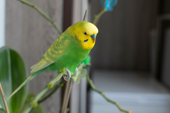 A green budgie sits full-length on a branch of a flower at home