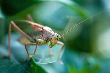 Green locust on plant leaf, garden pests