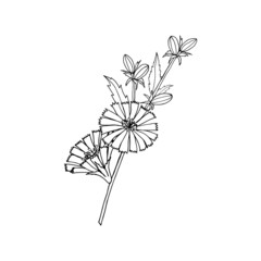 Chicory plant branch with flowers, freehand black outline drawing.  Vector illustration for design, directory, packaging, postcards, manual, posters, banners.
