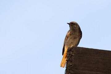 Black redstart (ochruros phoenicurus) perched on brown wood
