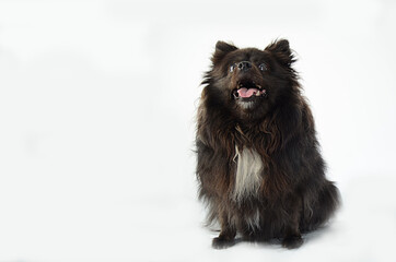Pomerania negro sobre fondo claro sentado e frente mirada arriba con lengua sacada perro feliz
