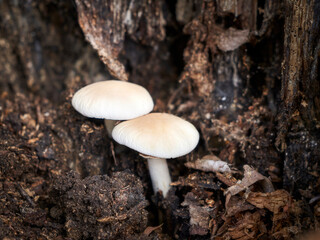 two mushrooms grow inside a poplar tree