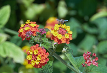 Insekt auf blühendem  Wandelröschen, lantana camara
