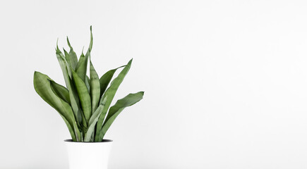 Sansevieria plant in a white flower pot on a white background. The home plant of Sansevieria trifa. The concept of home gardening. Selective focus. Banner