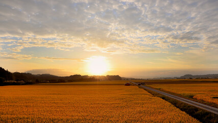 夕日と水田の稲刈りの風景