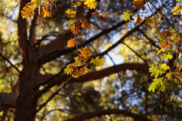 hojas otoño