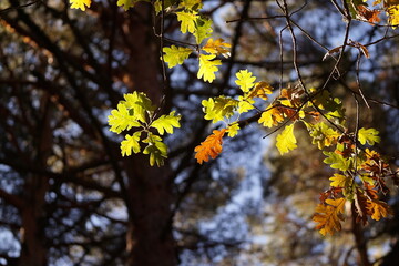 hojas otoño