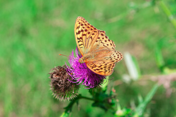Comma butterfly on the blooming flower . Macro insect with wings