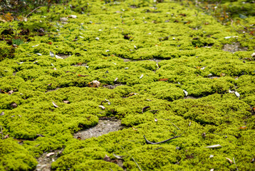 muscus viridis, tangens, tactus musco, трогать мох, тактильный ,Bryophyta