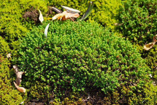 muscus viridis, tangens, tactus musco, трогать мох, тактильный ,Bryophyta