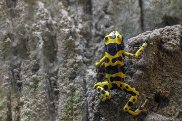 YELLOW BANDED POISON DART FROG