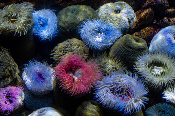 False Plumose Anemone Pseudactinia Flagellifera underwater