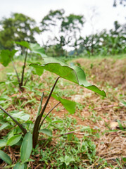 small taro plant grows wild in the garden