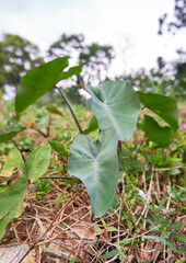 Obraz premium small taro plant grows wild in the garden