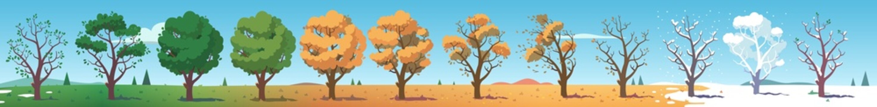 All four seasons tree plant cycle landscape set