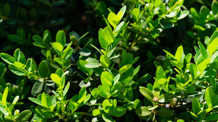 Fototapeta na wymiar Close-up of green foliage of boxwood Buxus microphylla, the Japanese box or littleleaf box in Arboretum Park Southern Cultures in Sirius (Adler) Sochi.