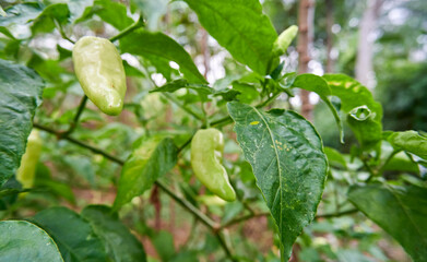Fresh chili planted in the garden.