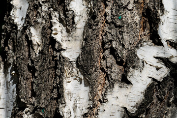 Texture of tree bark, aged wood, chips, cracks, moss, photophone for screensaver and print