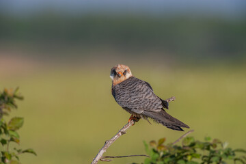Red-footed Falcon (Falco vespertinus) perched on a tree
