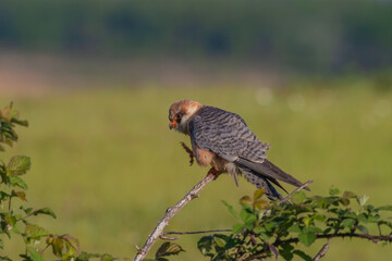 Red-footed Falcon (Falco vespertinus) perched on a tree