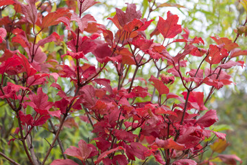 Autumn colored the leaves of the viburnum "buldenezh" bush red.