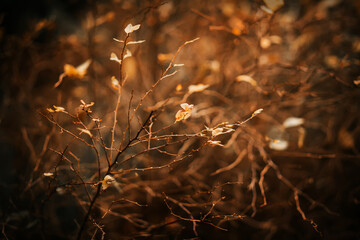 The leaves on the thin branches of the bush were yellow and withered on a dark November day.  The withering of nature in the autumn season.