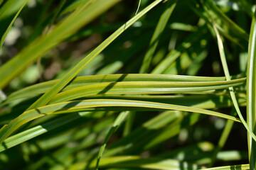 Japanese Sedge Everlime