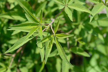 Chaste tree