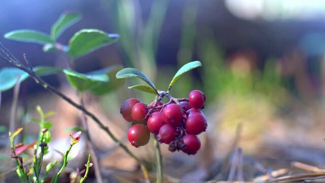 Red berry lingonberry grows in the forest. Close-up hand picks a branch with a wild forest berry