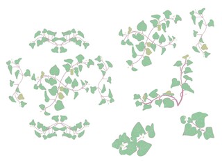 ドクダミの模様