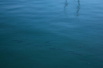 Peces en el mar.
