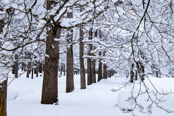 雪化粧が綺麗な銀杏並木