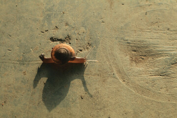 Snails walking or creeping in the nature of slime creatures on the cement floor that are abundant...