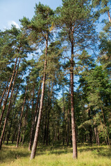 Kiefernwald im Sommer