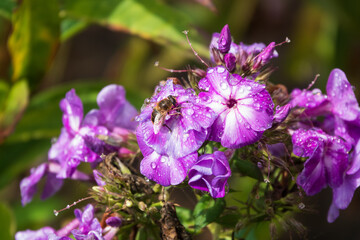 Biene trinkt auf regennassem Phlox-Blüte