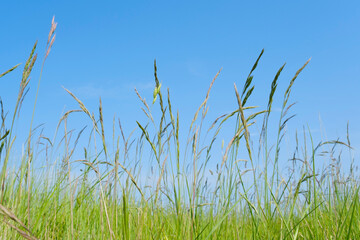 Fototapeta premium Strandgras, Wangerland, Ostfriesland, Niedersachsen, Deutschland, Europa