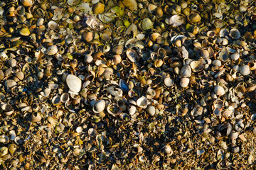 Muscheln am Strand, Wangerland, Ostfriesland, Niedersachsen, Deutschland